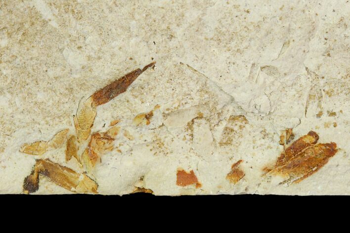 Partial Fossil Pea Crab (Pinnixa) From California - Miocene #128085